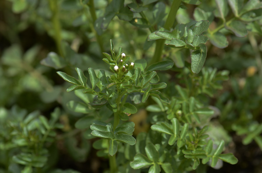 Cardamine amara / Billeri amaro